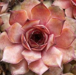 Sempervivum - Dachwurz - Hauswurz